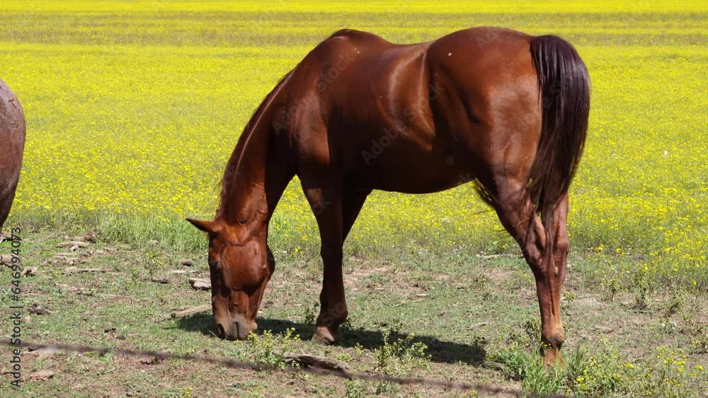 Horses grazing in Sunflower Meadow in Northern Arizona, America, USA. Horses grazing in Sunflower Meadow in Northern Arizona, America, USA.