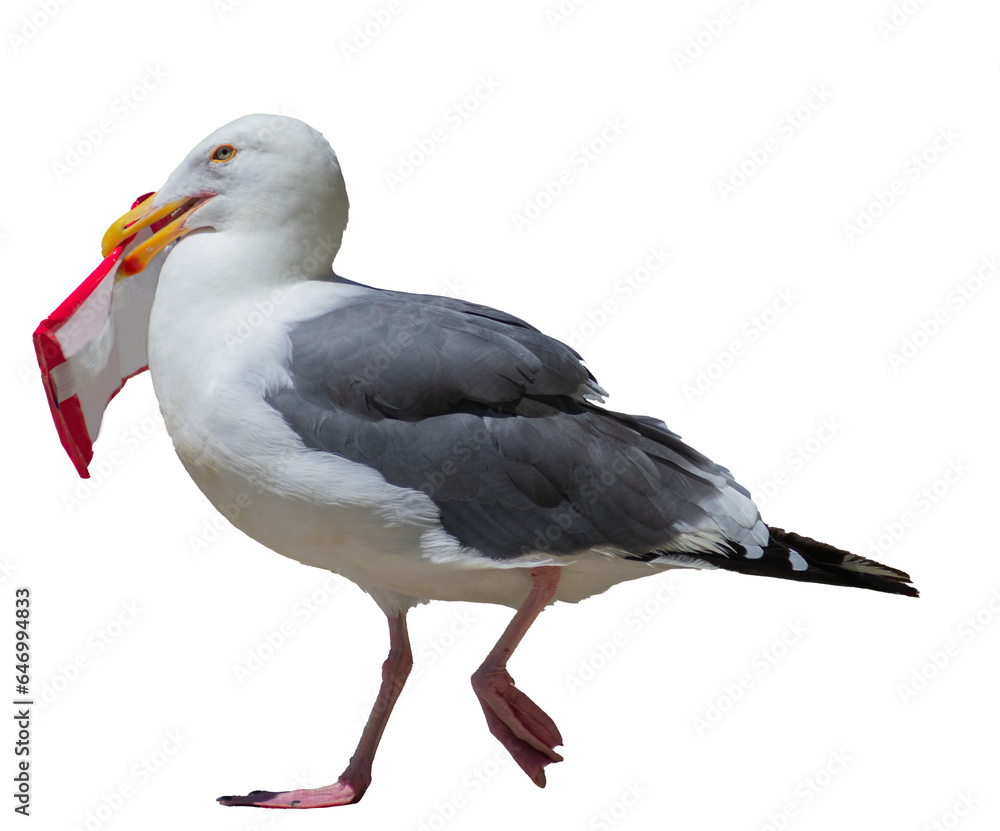 Fototapeta premium An isolated seagull awkwardly stands while trying to steal a packet of snacks