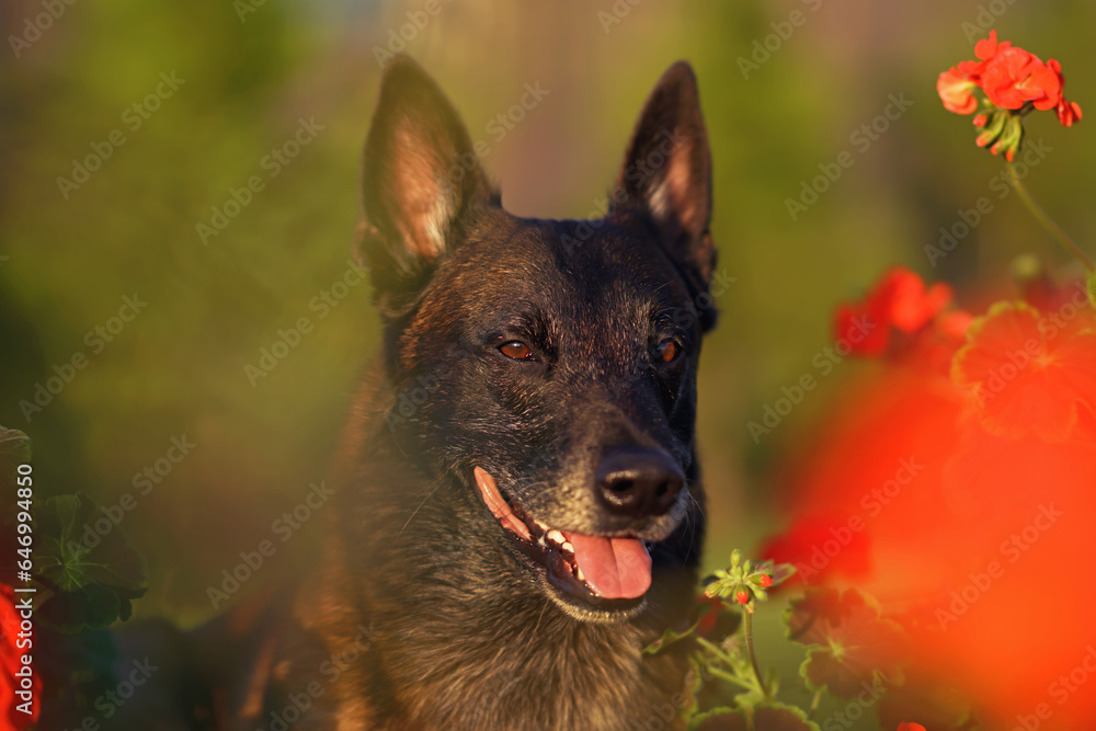 The portrait of a cute Belgian Shepherd dog Malinois posing outdoors in a green grass with red Pelargonium flowers in summer The portrait of a cute Belgian Shepherd dog Malinois posing outdoors in a green grass with red Pelargonium flowers in summer