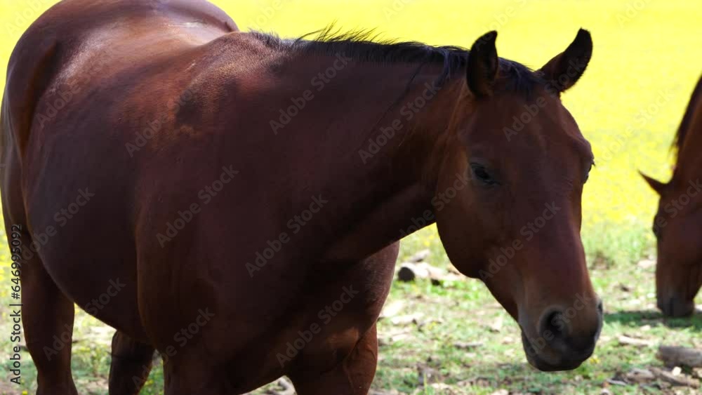 Horses grazing in Sunflower Meadow in Northern Arizona, America, USA. Horses grazing in Sunflower Meadow in Northern Arizona, America, USA.