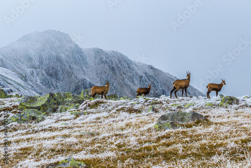 Photography Chamois in Low Tatra mountains, Slovakia
