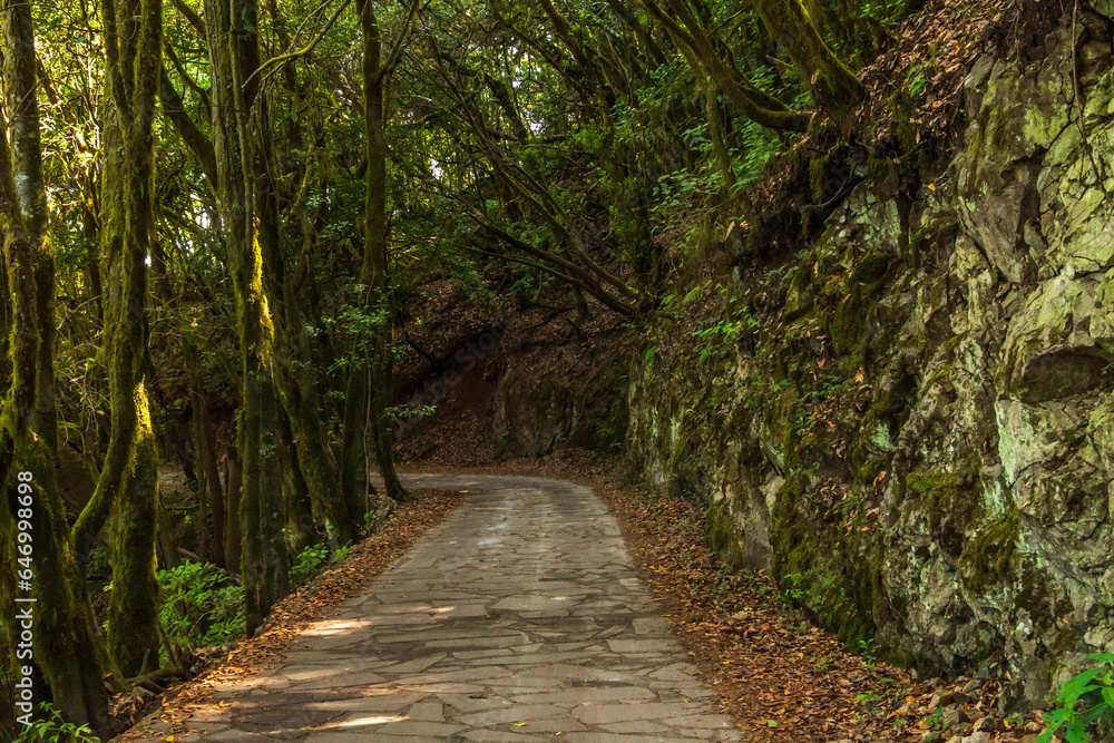 Obraz premium Flora en la Isla de la Gomera.
