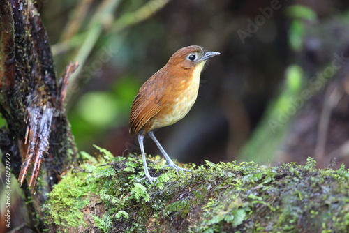 The yellow-breasted antpitta (Grallaria flavotincta) is a species of bird in the family Grallariidae. This phot was taken in Ecuador. photo