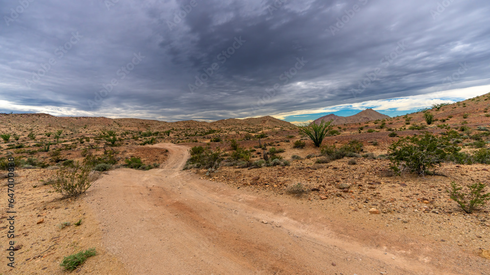 Fototapeta premium Ocotillo growing along desert trail