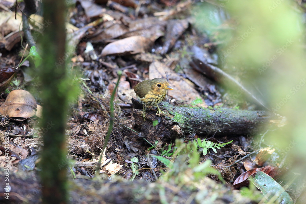 The ochre-breasted antpitta (Grallaricula flavirostris) is a species of bird placed in the family Grallariidae. The ochre-breasted antpitta (Grallaricula flavirostris) is a species of bird placed in the family Grallariidae.