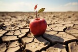 Food Insecurity Concept. An Apple on Cracked Desert Soil Highlighting Water Shortage and Hunger Crisis in Agriculture