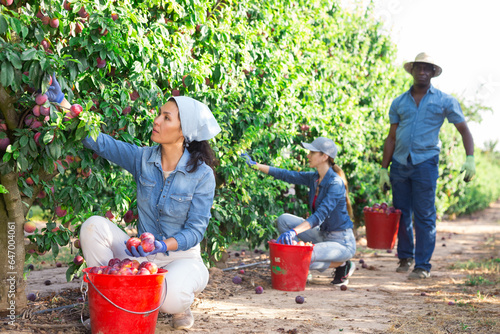 Three farmers working in a fruit nursery are picking ripe plums from a tree, putting the fruits in buckets