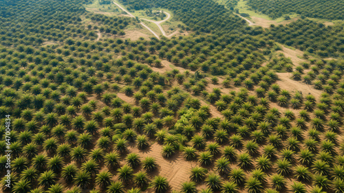 Aerial View of Expansive Palm Oil Plantation