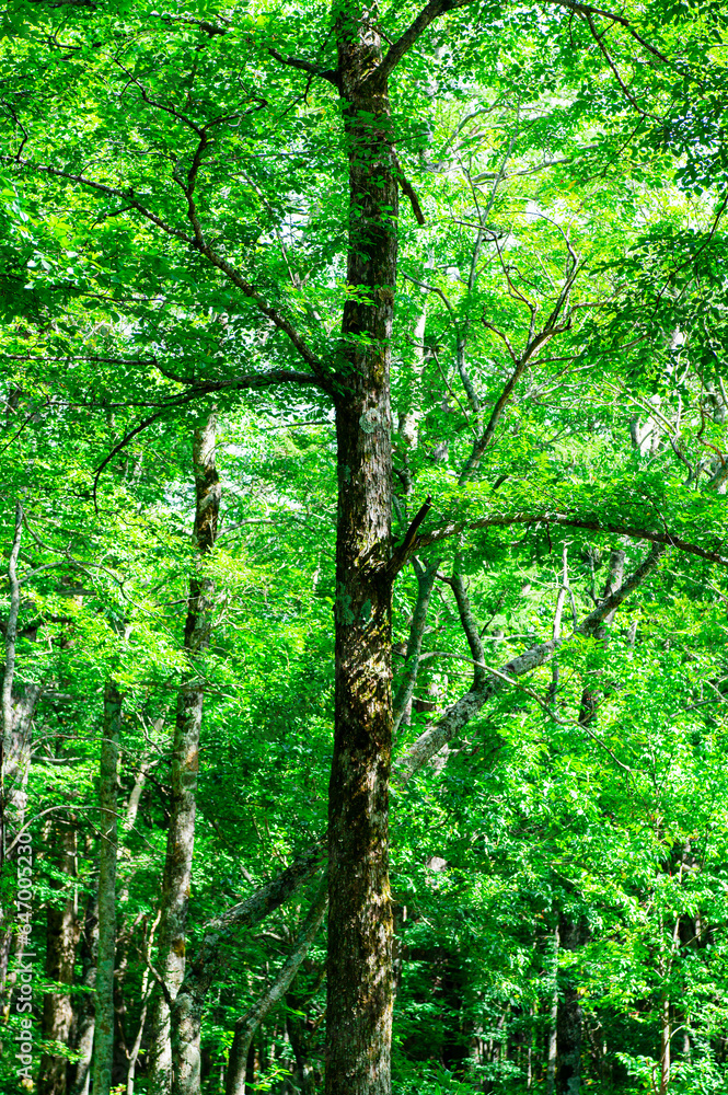 Obraz premium 上高地 長野