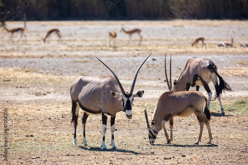 View of some species of oryx antelopes feeding in the open area with dry grass