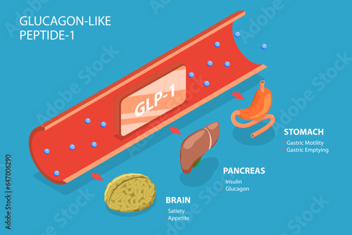 3D Isometric Flat Vector Conceptual Illustration of Glucagon-like Peptide-1, Digestive Hormones