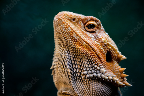 Fototapeta Naklejka Na Ścianę i Meble -  Portrait of a captive young bearded dragon.