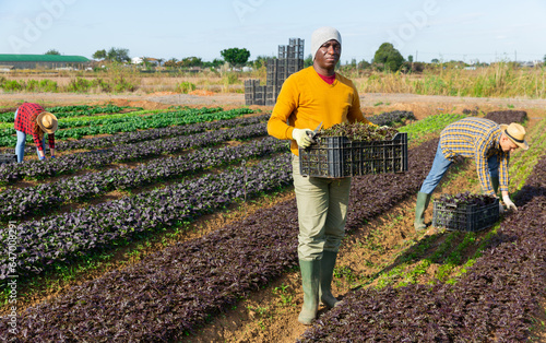 Young adult man farmer carrying box with picked leafy vegetables on field