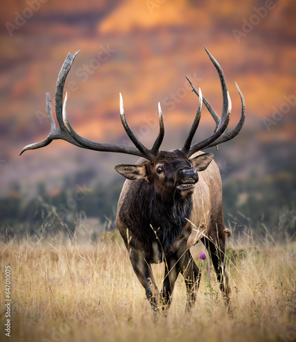 Large imperial Rocky Mountain bull elk (cervus canadensis) lip curling in meadow during fall elk rut Rocky Mountain National Park, Colorado
