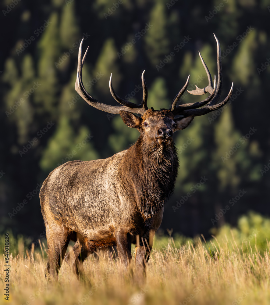 Fototapeta premium Royal bull Rocky Mountain Elk (cervus canadensis) stading looking forward with dried mud on hair during fall elk rut, Rocky Mountain National Park, Colorado