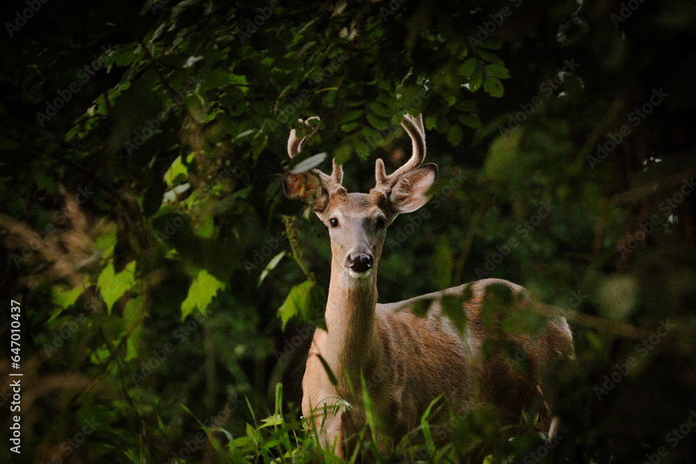 Obraz premium white deer