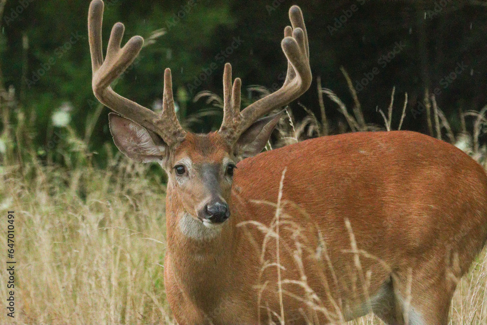 deer in the forest deer in the forest