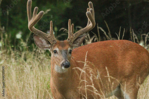 deer in the forest