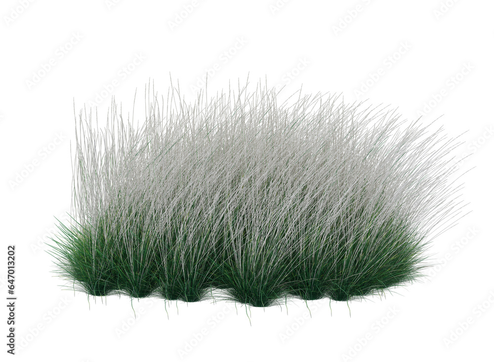 white fluffy grass white fluffy grass