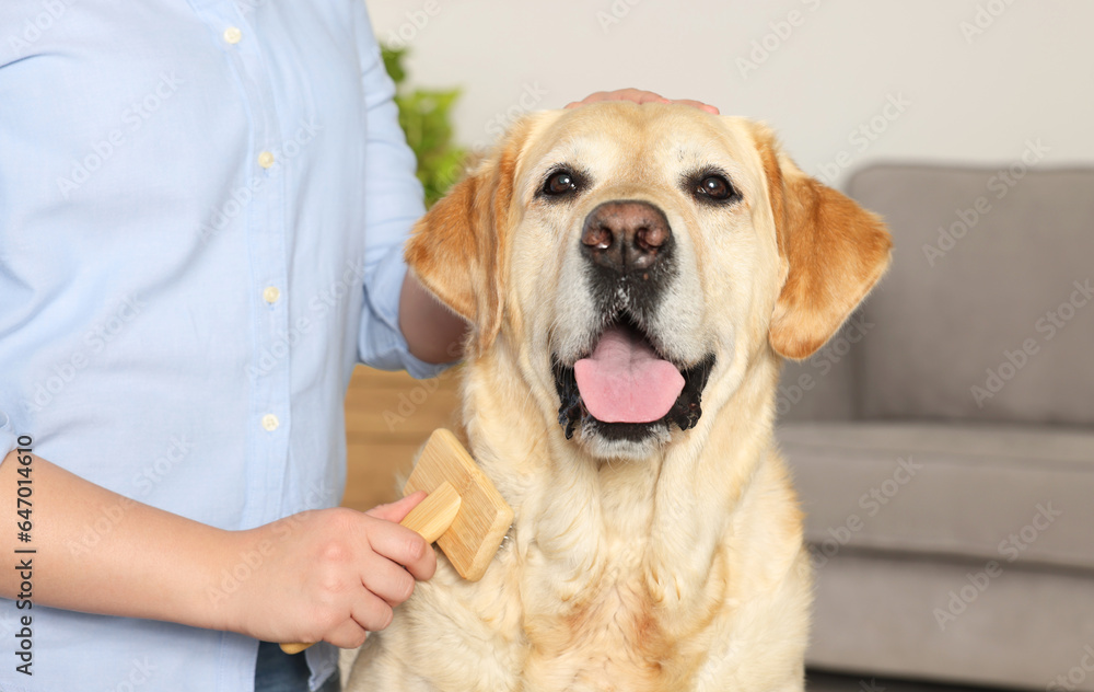 Woman brushing cute Labrador Retriever dog at home, closeup Woman brushing cute Labrador Retriever dog at home, closeup