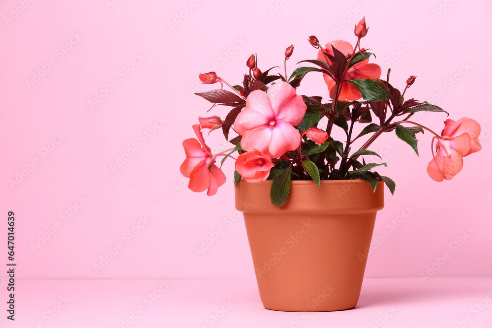Impatiens in terracotta flower pot on pink background. Space for text