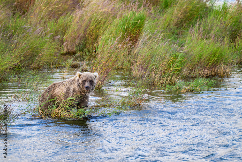 Brown bear cub in tall grass in the lower Brooks River, Katmai National Park, Alaska
Brown bear cub in tall grass in the lower Brooks River, Katmai National Park, Alaska