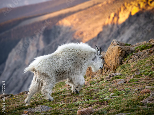 mountain goat - oreamnos americanus - walking up the tundra incline Mount Blue Sky, Colorado photo