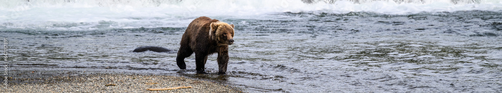 Brown bear walking in the Brooks River below Brooks Falls, Katmai National Park, Alaska
