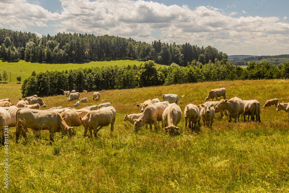 Herd of cows near Lobendava, Czech Republic