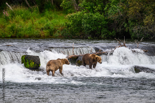 Brown bears fishing in the Brooks River below Brooks Falls, Katmai National Park, Alaska 