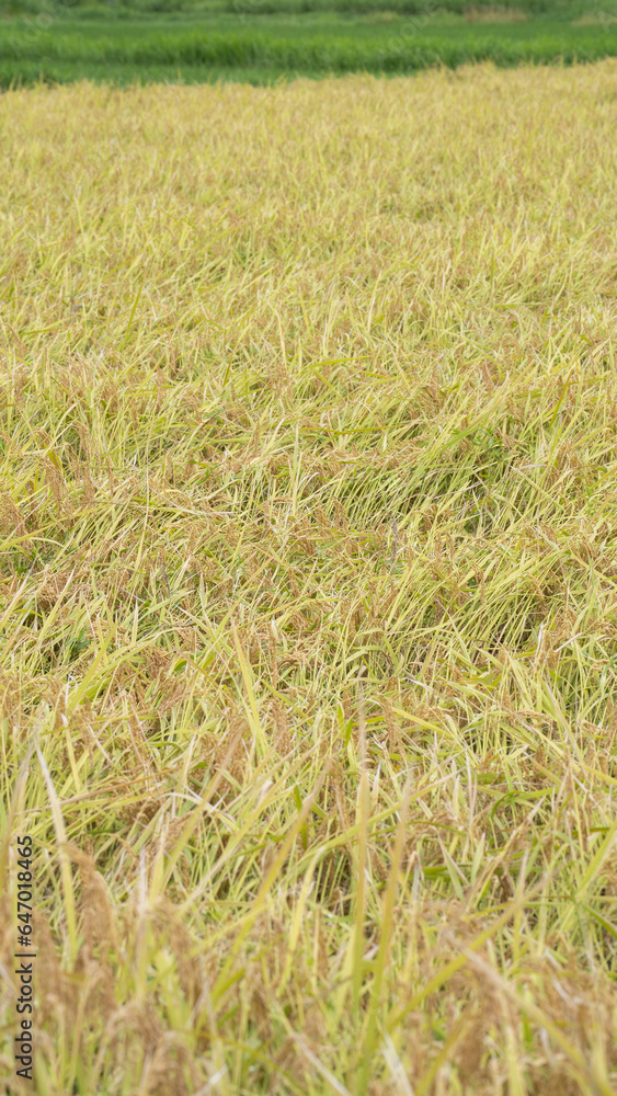 Fototapeta premium 日本の秋の水田風景・黄金色の稲穂