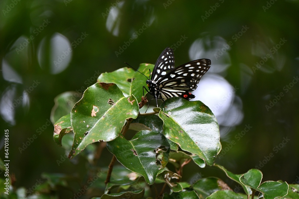 Obraz premium Hestina assimilis. Large nymph butterfly. The wings are black with white markings, and the hindwings have red markings. A species widely distributed in East Asia. 