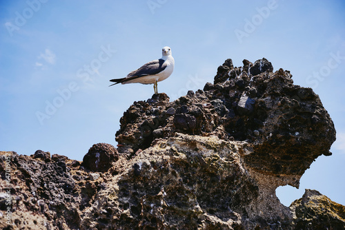 A Black-tailed Gull on a Rock, Dokdo, South Korea