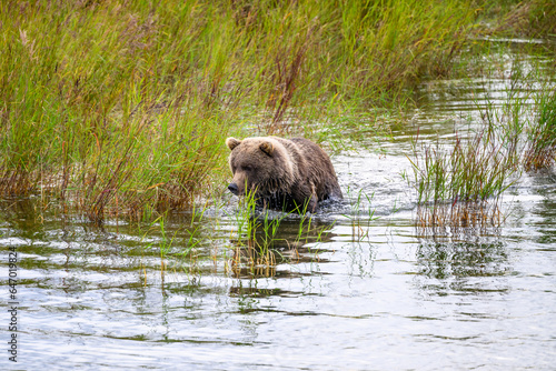 Brown bear cub in tall grass in the lower Brooks River, Katmai National Park, Alaska 