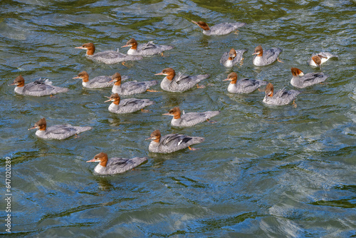 Flock of Merganser ducks, with feathers blowing in the wind, swimming in the Brooks River, Katmai National Park, Alaska
 photo