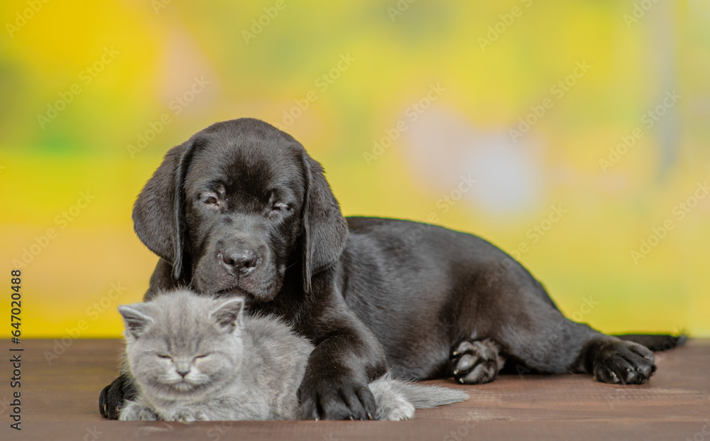 Sleepy Black labrador puppy hugs tiny kitten at summer park. Dog hugs cat Sleepy Black labrador puppy hugs tiny kitten at summer park. Dog hugs cat