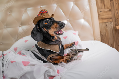 Funny dog in cowboy hat , ranger lies in bed with weapon gun enthusiastically opened his mouth from gambling Costumed children party, wild west animation , quest Dachshund sheriff defends territory
