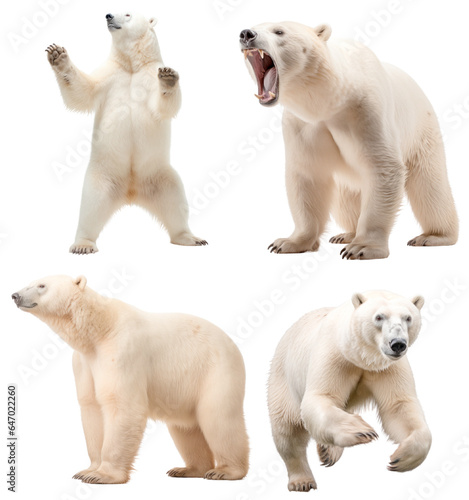 Polar bear (Standing in two legs, Angry, Standing, Running)