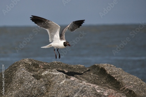 Leucophaeus atricilla - Laughing Seagull flying off a rock at the beach, Folly Beach, South Carolina photo