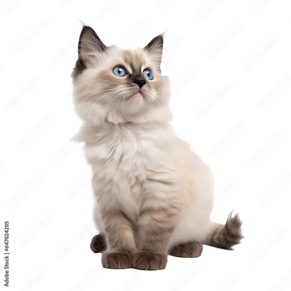 ragdoll kitten isolated