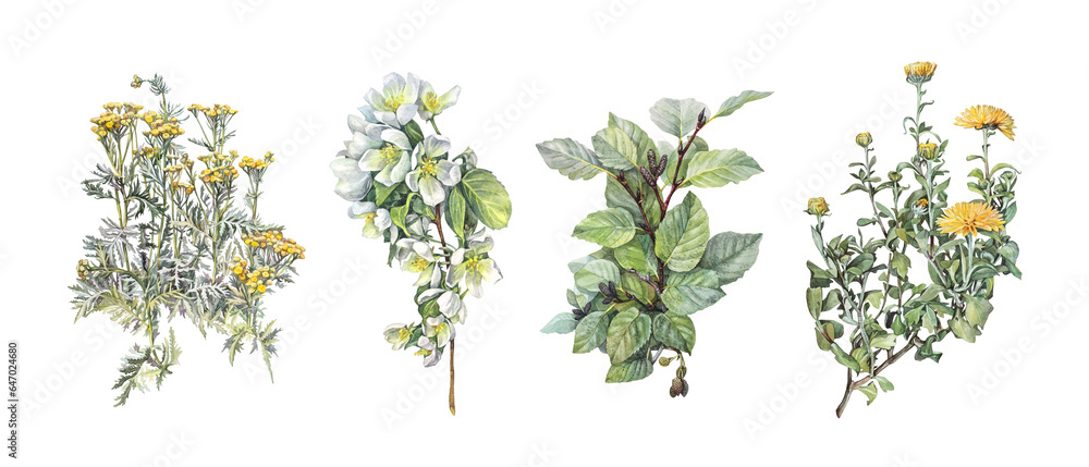 Watercolor set with chrysanthemum with leaves and tansy isolated on white background. Hand-drawn branch with apple flower for celebration card. Nature clipart for wallpaper wrapping sketchbook Watercolor set with chrysanthemum with leaves and tansy isolated on white background. Hand-drawn branch with apple flower for celebration card. Nature clipart for wallpaper wrapping sketchbook