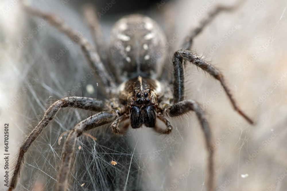 Funnel Web Wolf Spider (Sosippus californicus) Funnel Web Wolf Spider (Sosippus californicus)