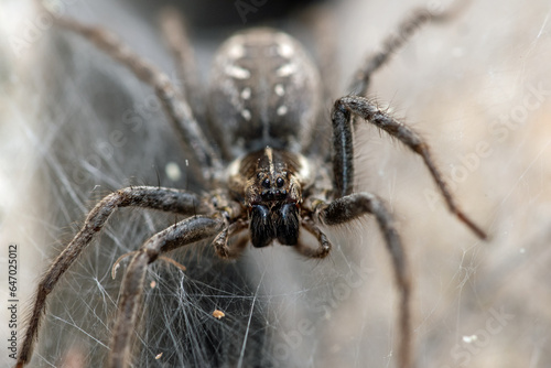 Funnel Web Wolf Spider (Sosippus californicus)