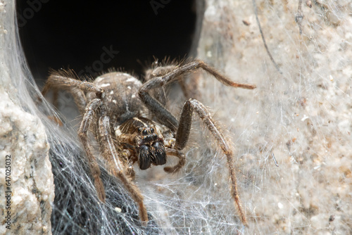 Funnel Web Wolf Spider (Sosippus californicus) photo