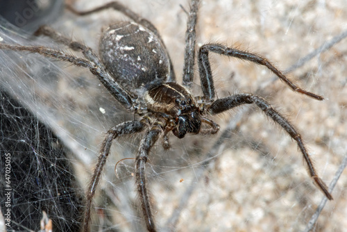Funnel Web Wolf Spider (Sosippus californicus)