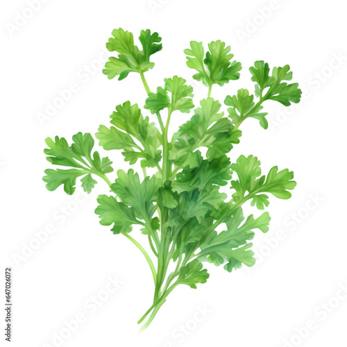 watercolor Coriander with a white background. AI-Generated.