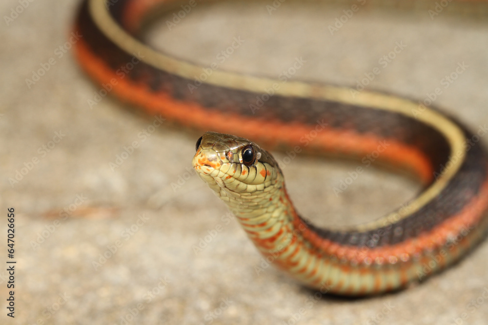 Obraz premium A coast garter snake (Thamnophis elegans terrestris) raises its head up as it surveys the environment. 