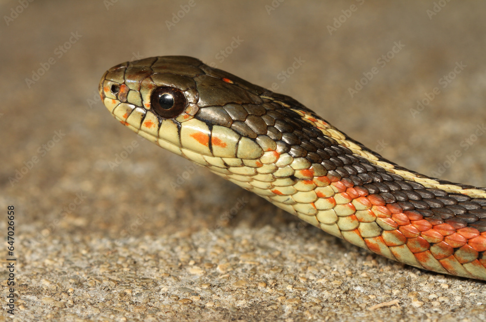 Close-up of the head of a coast garter snake (Thamnophis elegans terrestris) from Santa Cruz County, California. Close-up of the head of a coast garter snake (Thamnophis elegans terrestris) from Santa Cruz County, California.