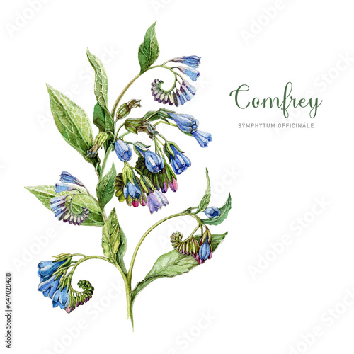 Comfrey plant with leaves and flowers. Watercolor vintage style botanical illustration. Hand drawn Symphytum officinale medicinal herb element. Blooming comfrey isolated on white background