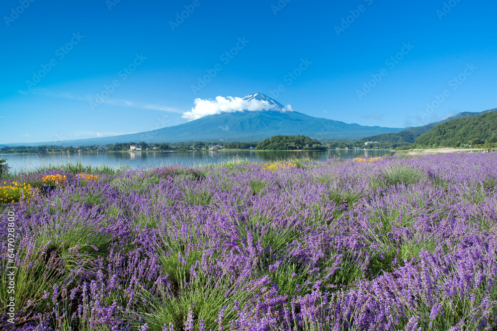 Fototapeta premium 河口湖畔のラベンダーと富士山